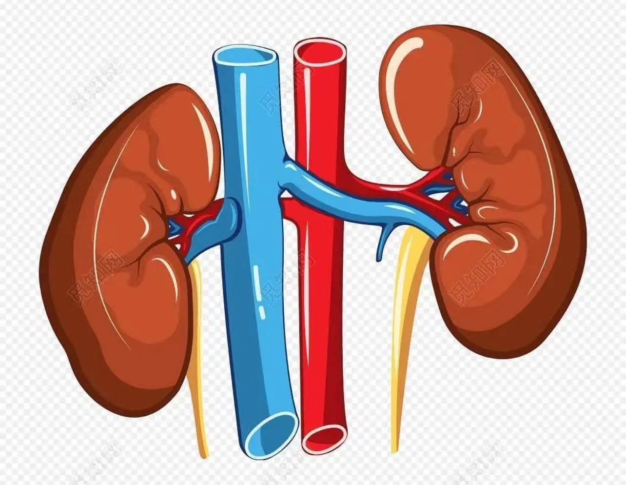 kidney.jpg